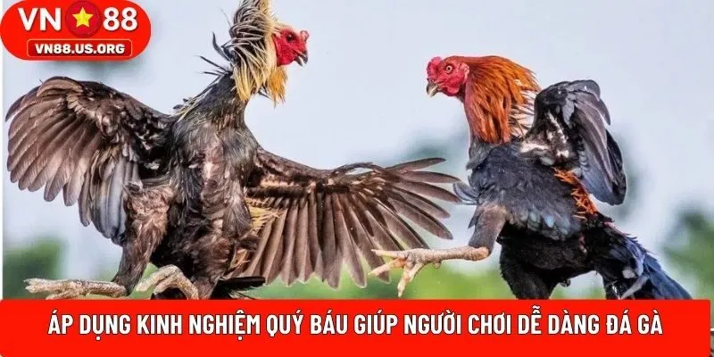 Áp dụng kinh nghiệm quý báu giúp người chơi dễ dàng đá gà