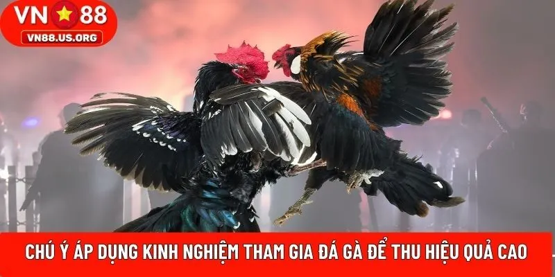Chú ý áp dụng kinh nghiệm tham gia đá gà để thu hiệu quả cao